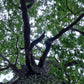 english oak 4ply